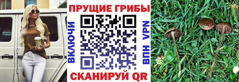 Галлюциногенные грибы прущие грибы  Кукмор 
